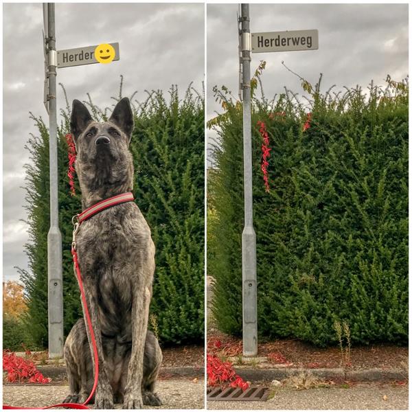 herder